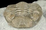 Eldredgeops Trilobite Fossil - Silica Shale, Ohio #188841-2